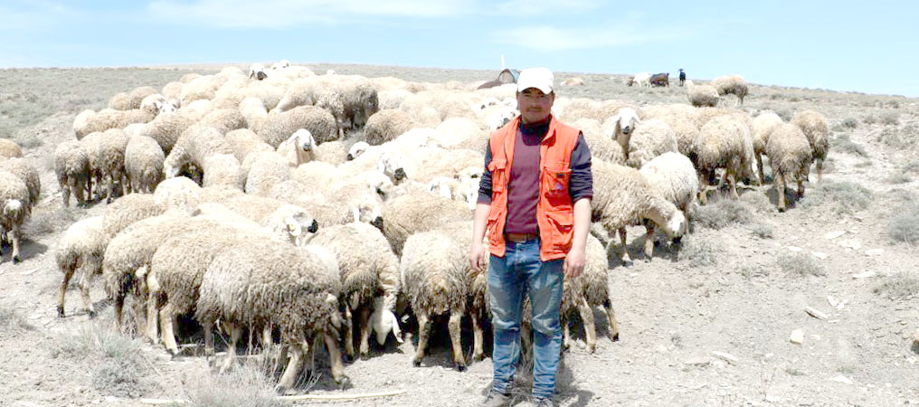 Erzincan’da Baharı Bekleyen Koyunlar Meraya Çıkmaya Başladı