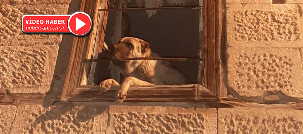 20 Gündür Kayıptı: Kangal Cins Köpeği Harabe Binaya Hapsetmişler