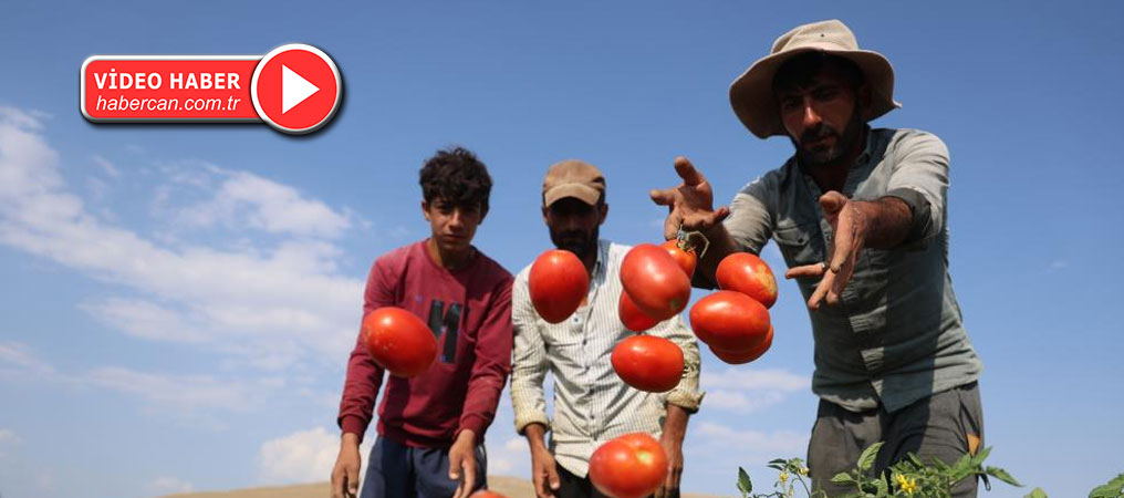3 bin dönüme domates eken üretici vatandaşlara seslendi: ''Gelin tarladan 8 liraya alın''