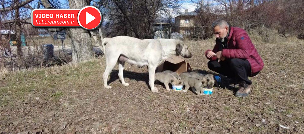 9 Yavrusu Bulunan Sokak Köpeğine Mahalleli Sahip Çıkıyor