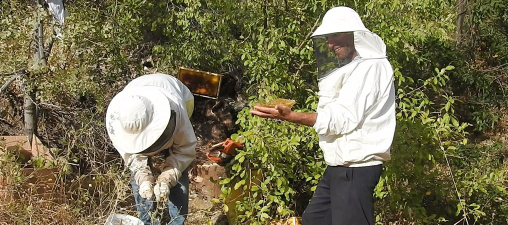 'Bal Avcıları' Su Kenarından Takip Ettikleri Arılarla Doğal Bala Ulaşıyor