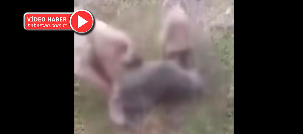 Büyük Tepkilere Neden Olmuştu! Kurdu İki Köpeğe Boğdurup Leşini Yakan Kişi Gözaltına Alındı