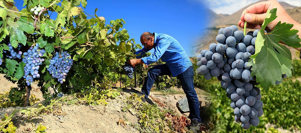 Cimin Üzümünde Hasat Dönemi Başladı 