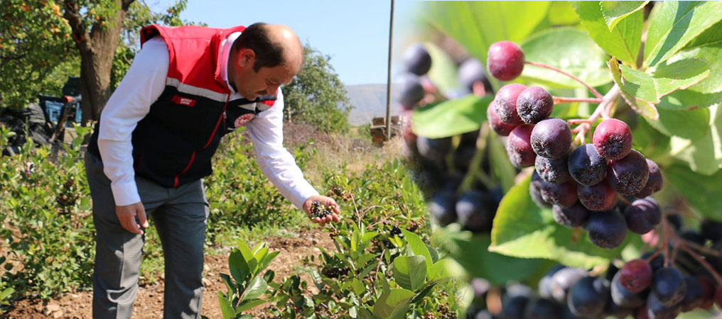 Erzincan’da Aronya Üretimine İlgi Artıyor