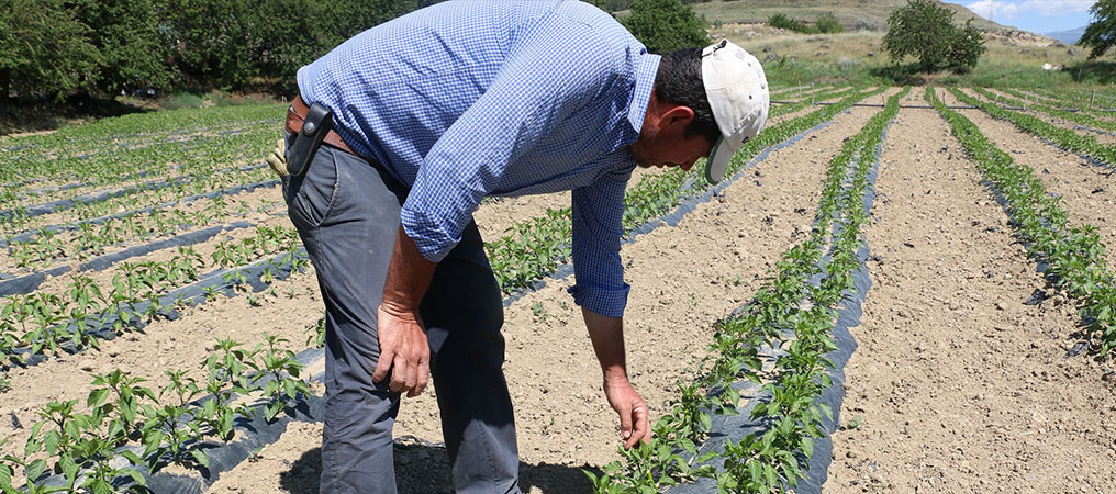 Erzincan’da Çiftçiler Sebze Üretimine Tam Gaz Devam Ediyor