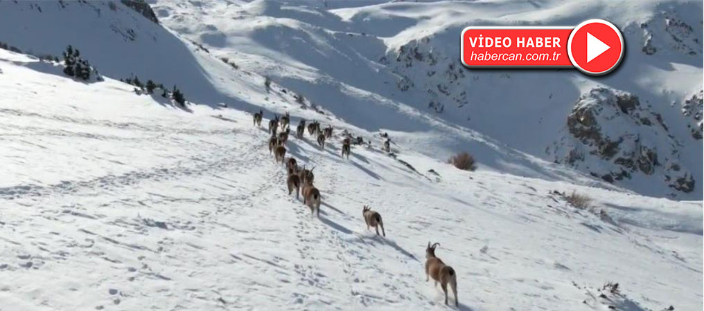 Erzincan’da Dağ Keçileri Karlı Göç Yolunda Görüntülendi