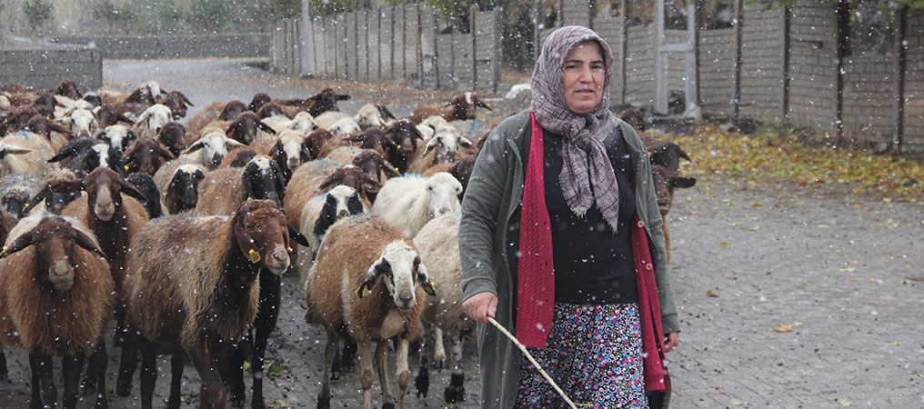 Erzincan'da Devlet Desteğiyle Koyun Varlığı Artıyor