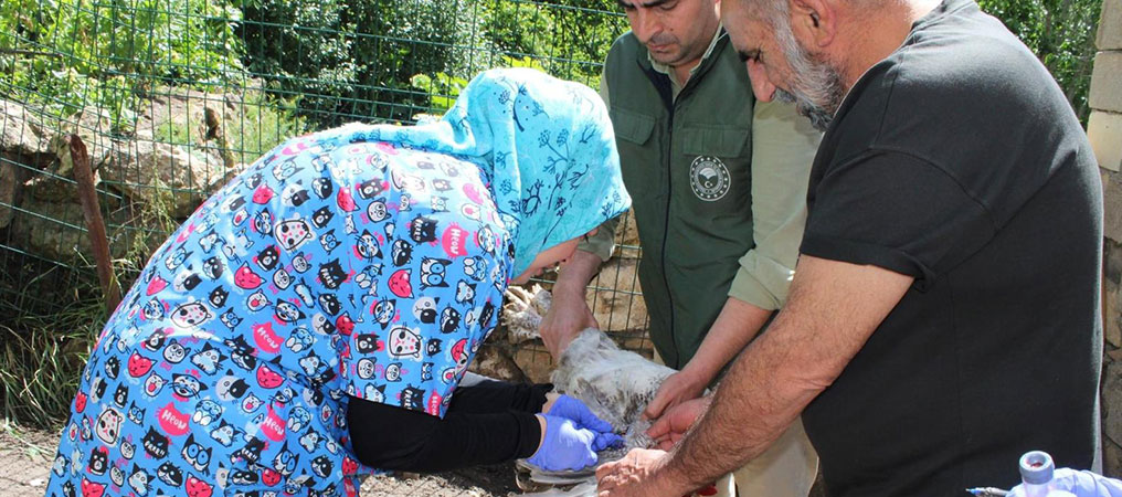 Erzincan’da Kanatlı Hayvanlara Sağlık Taraması 