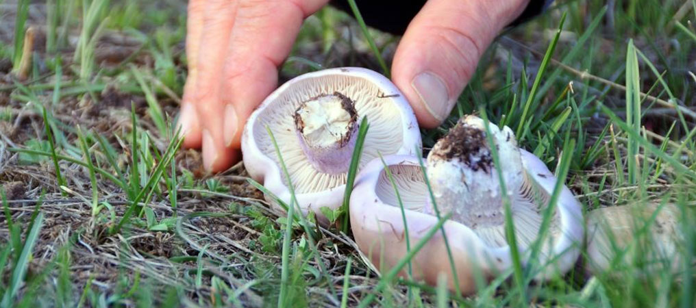 Erzincan’da Mantar Sezonu Açıldı: Zehirli Mantara Dikkat!