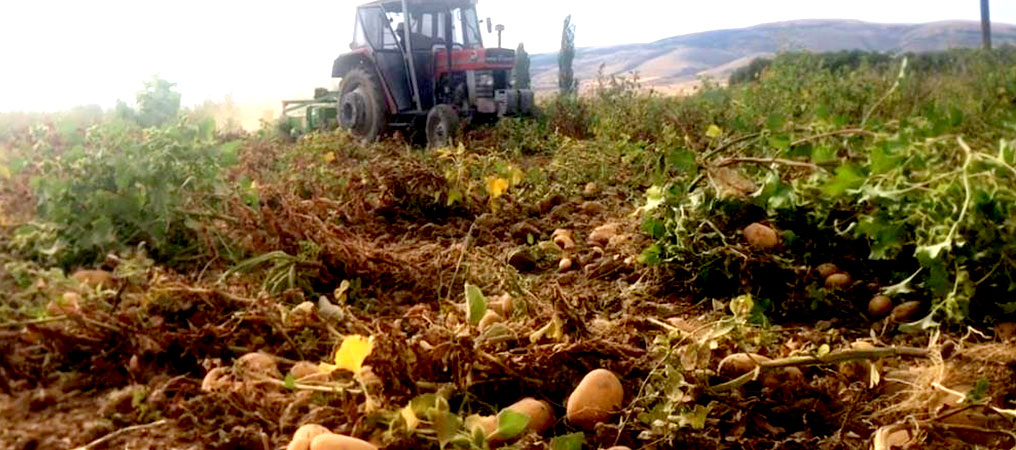 Erzincan’da Patates Hasadı Başladı