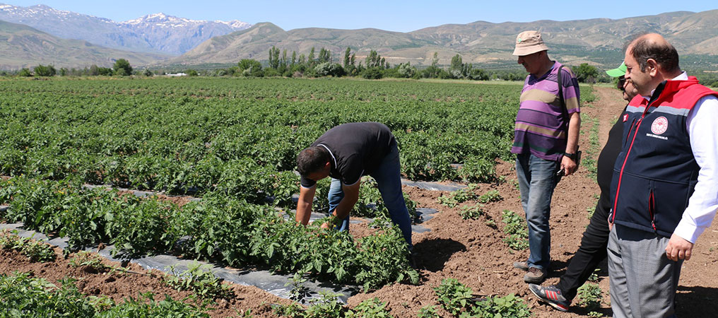 Erzincan’da Sebzecilik Sektörüne Yatırımlar Sürüyor 