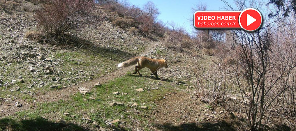 Erzincan’da Yaban Hayatı Fotokapanlara Yansıdı