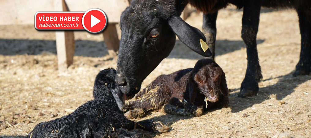 Erzincan’da Yeni Yılın İlk Kuzuları Dünyaya Geldi