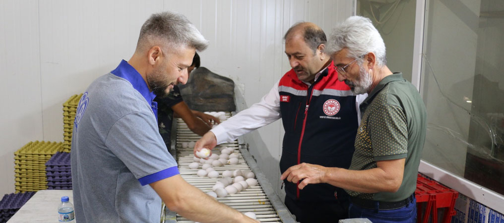 Erzincan'da yumurta üretimi konusunda yatırımlar devam ediyor