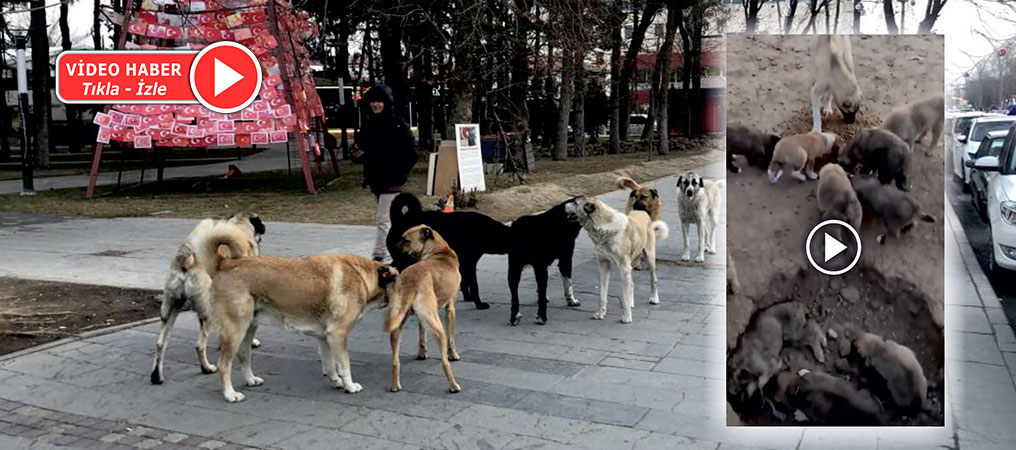 Erzincan'da, Sosyal Medyaya Düşen Hayvan Barınağı Görüntülerine Tepki