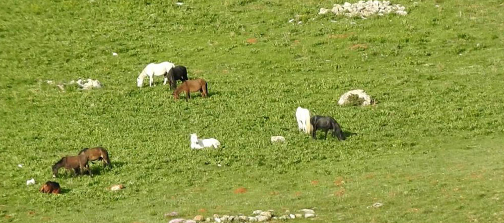 Munzur Dağlarındaki Yılkı Atları Görüntülendi