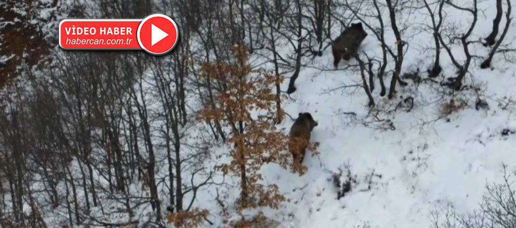 Ormanın Karlı Arazisinde Yiyecek Arayan 2 Domuz Dronla Görüntülendi