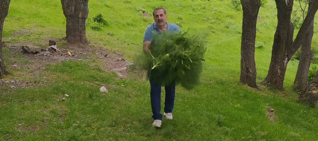 Erzincan’da Çakşır Otu O Zararlıya Karşı Savaşacak