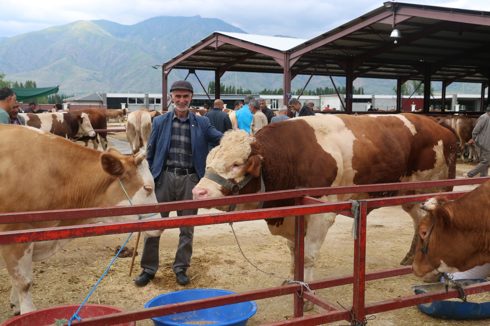 Erzincan Hayvan Pazarında Bayram Yoğunluğu