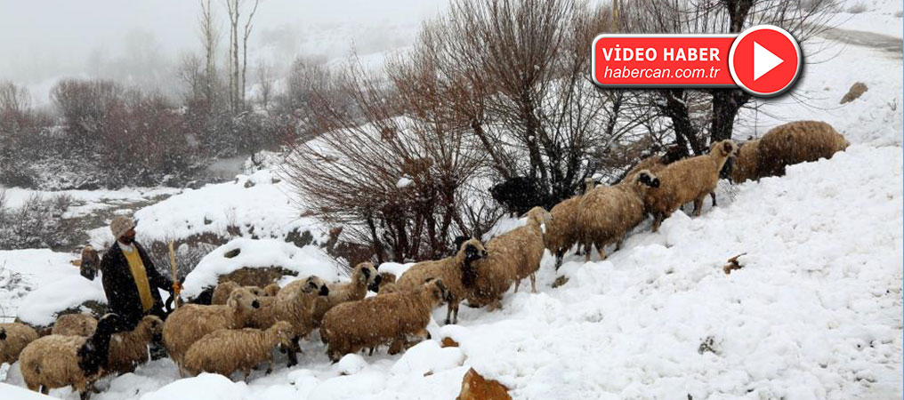 Yaylalardan İndirilmeye Başlanan Koyun Sürüsü Kar, Tipiye Yakalandı