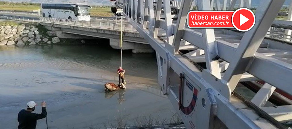 İtfaiyeden İnek Kurtarma Operasyonu