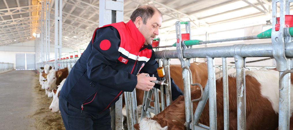 Şahin, Şap Aşısı Bu Yıl 3 Kez Uygulanacak